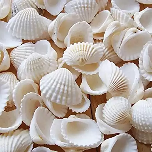 Small Tiny Sea Shells White Clam Bulk